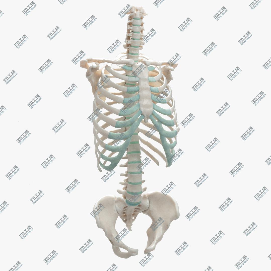 images/goods_img/20210319/Female Torso Skeleton model/1.jpg